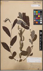 Foto von Salix cinerea L.